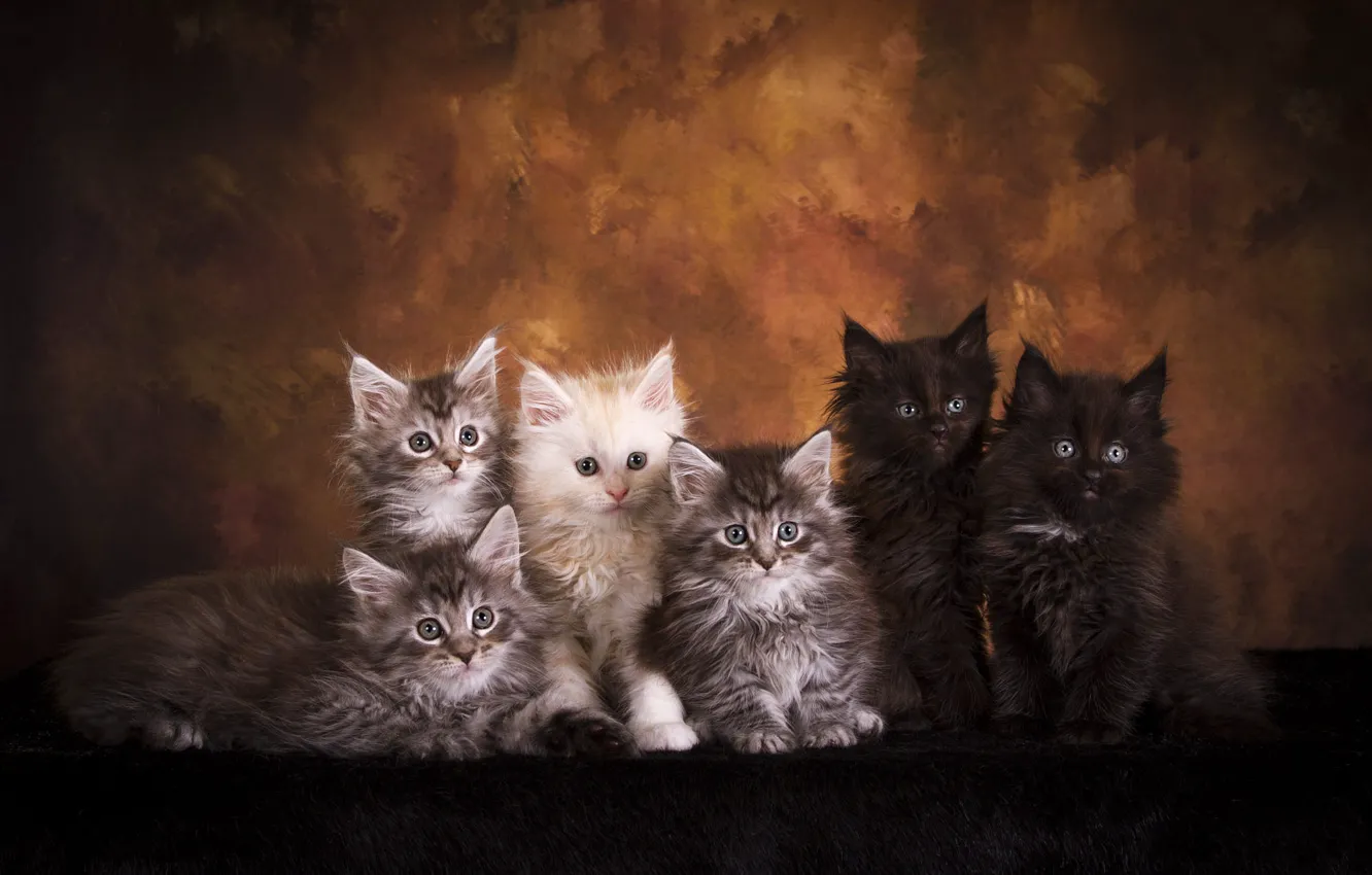 Photo wallpaper look, cats, pose, the dark background, kitty, kittens, fur, company