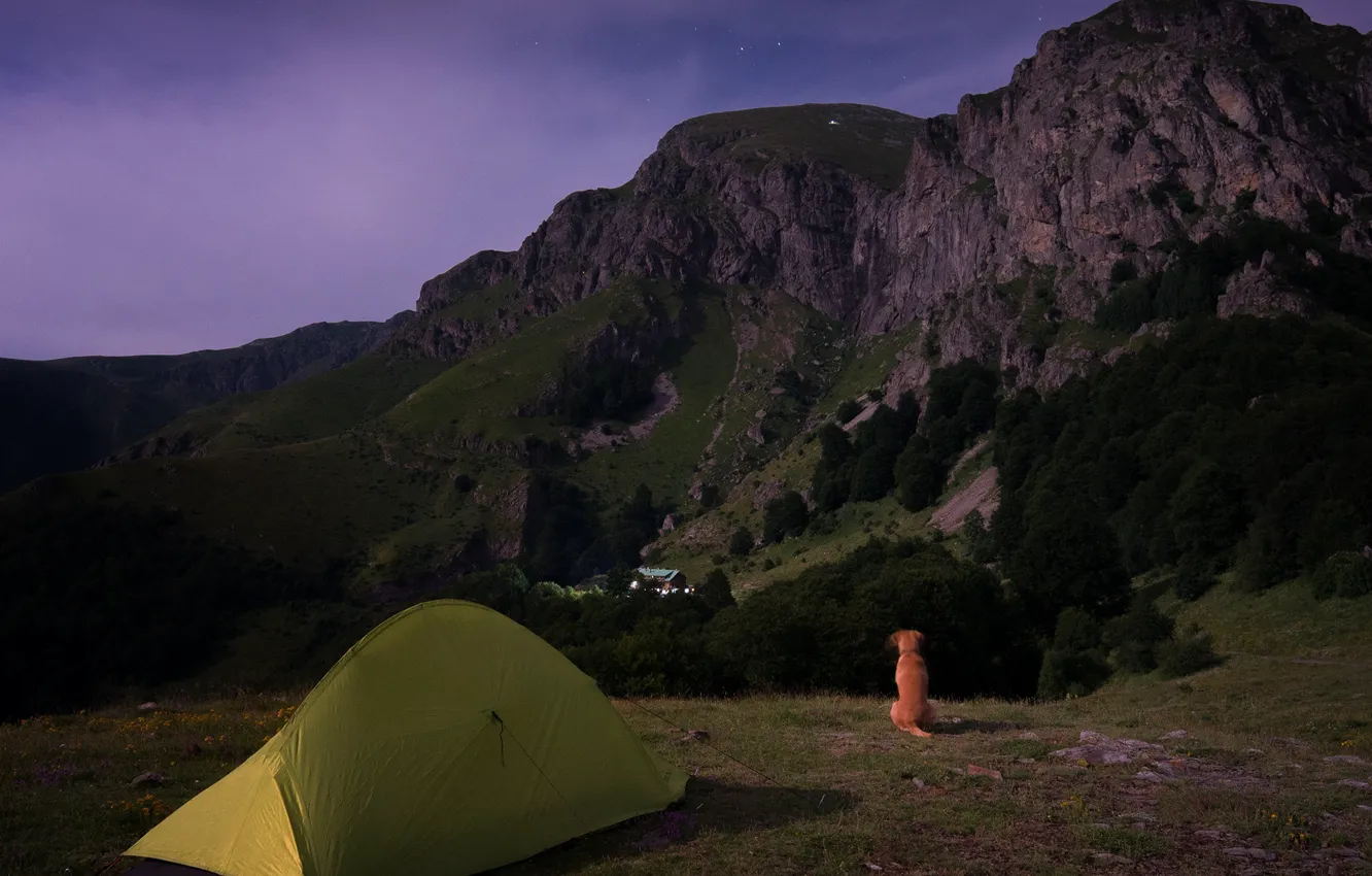 Photo wallpaper landscape, mountains, night, nature, animal, dog, valley, tent
