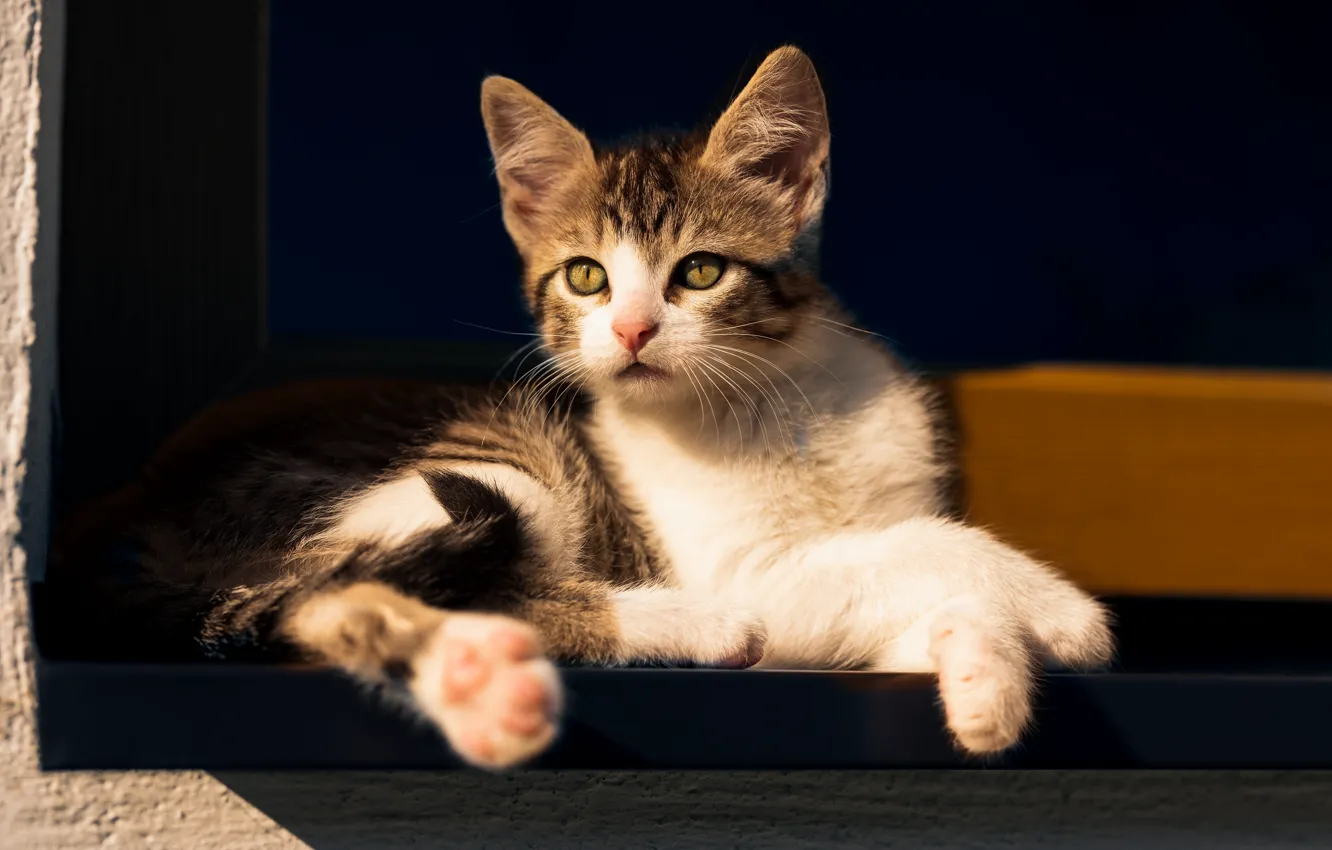 Photo wallpaper cat, cat, look, pose, face