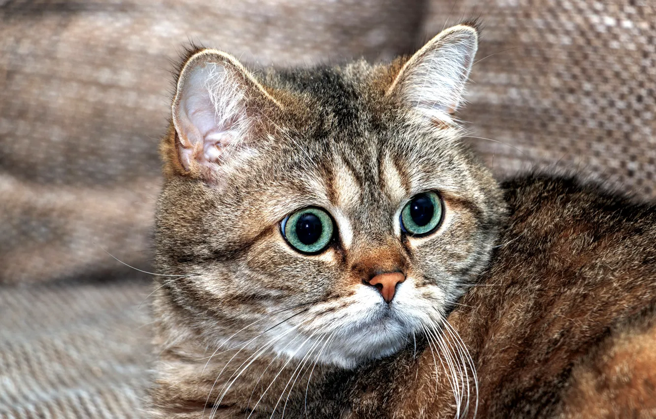 Photo wallpaper cat, cat, look, face, close-up, grey, background, sofa