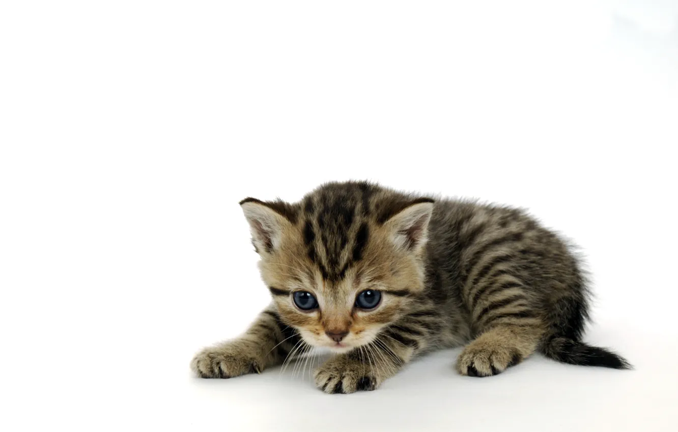 Photo wallpaper cat, baby, white background, kitty, face, striped