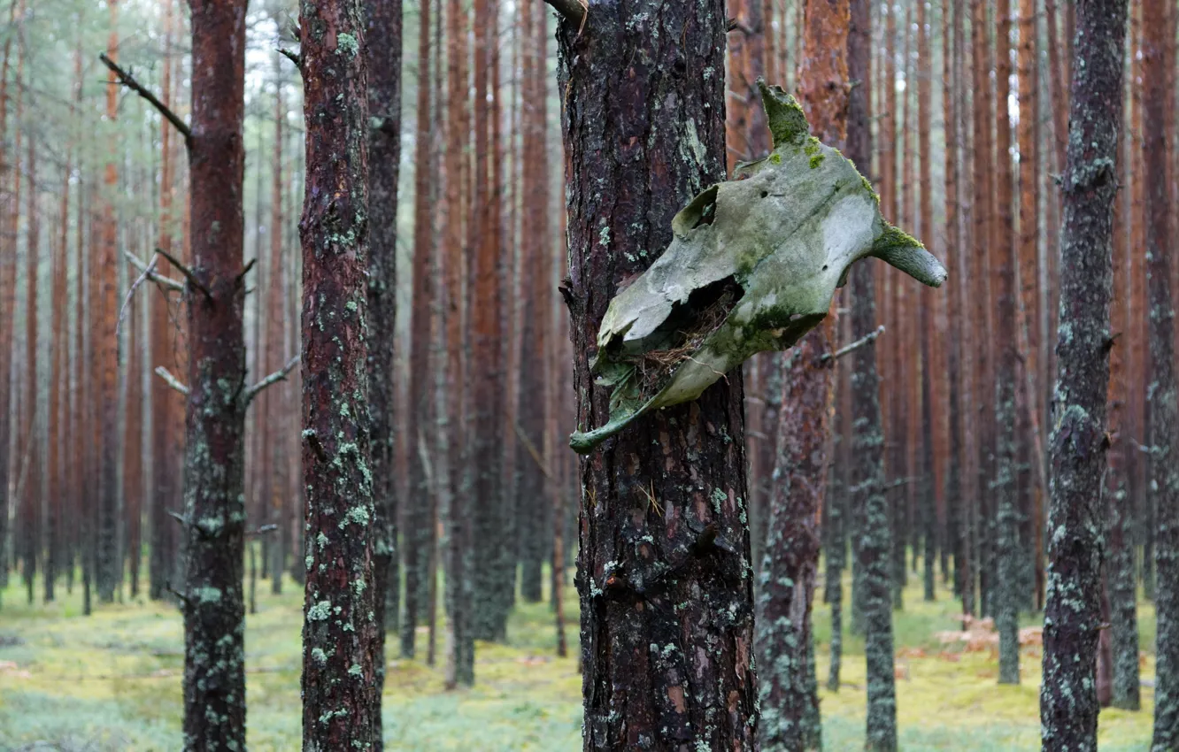 Photo wallpaper forest, rain, skull, pine