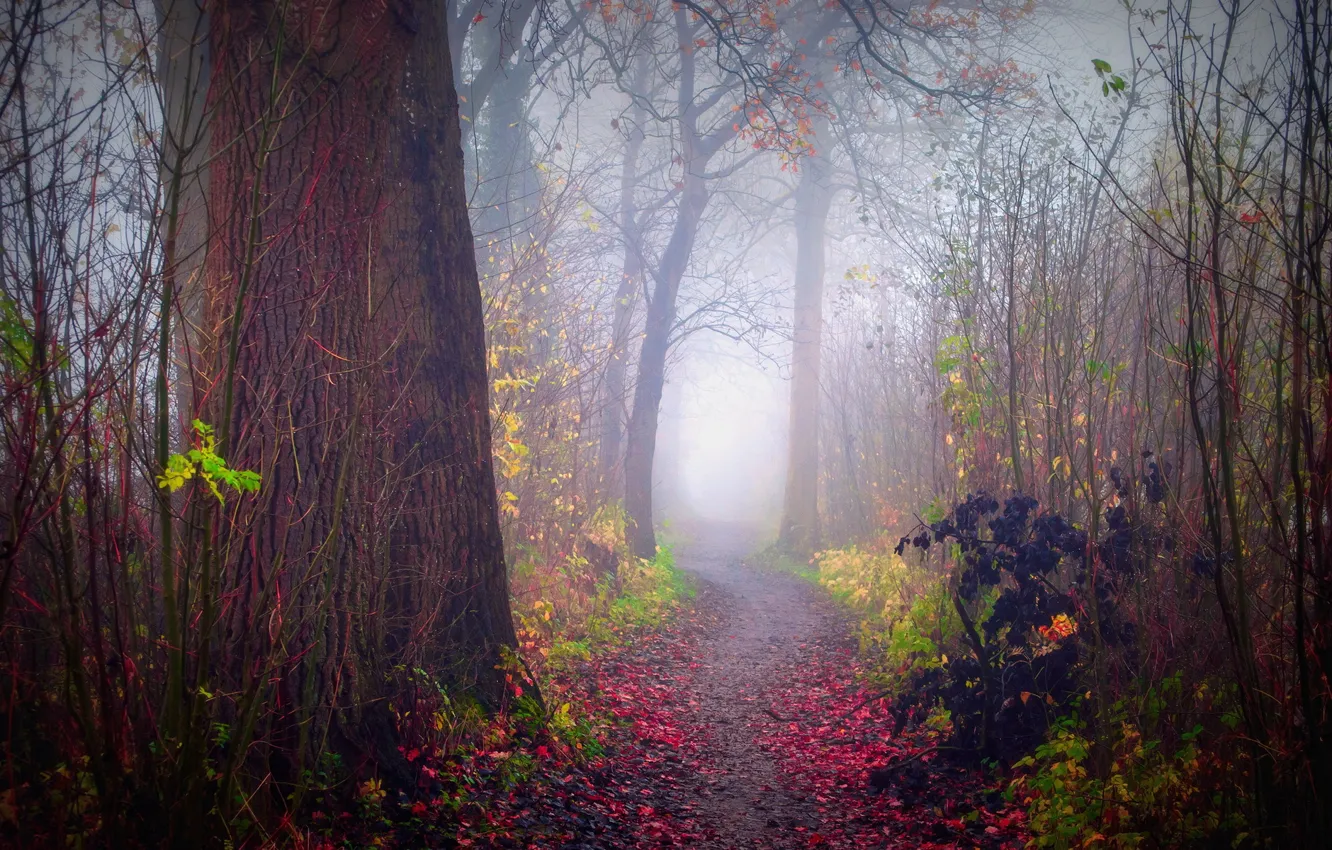 Photo wallpaper autumn, forest, nature, fog