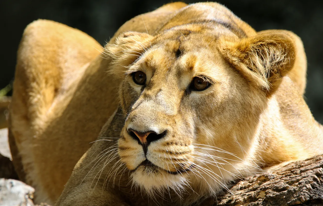 Photo wallpaper look, face, close-up, pose, the dark background, portrait, lies, log