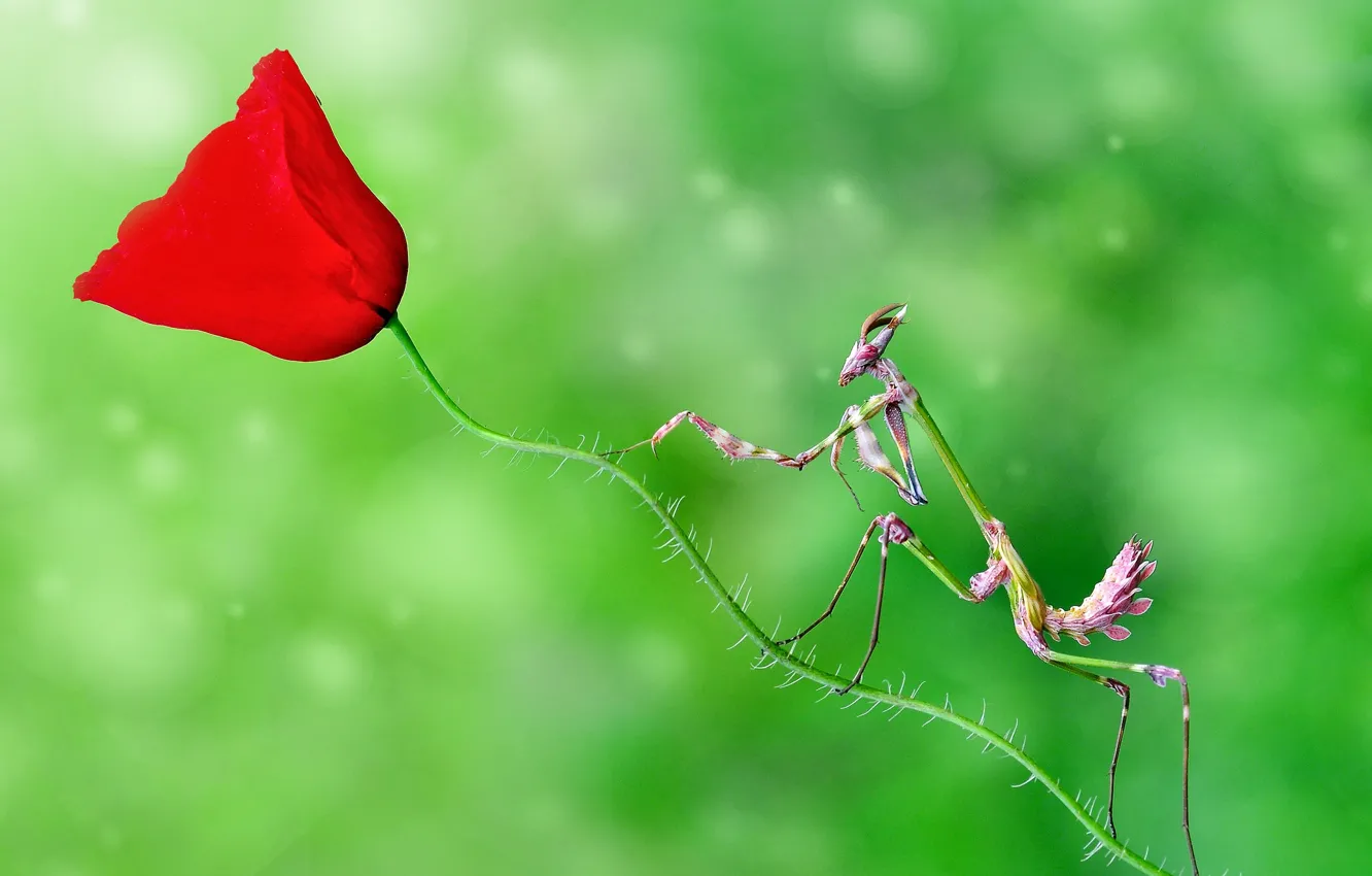 Photo wallpaper macro, flowers, Mac, mantis, insect
