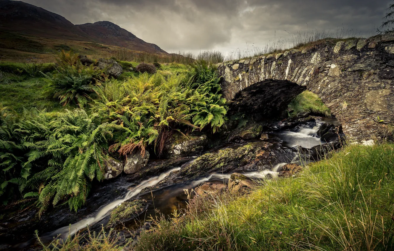 Photo wallpaper bridge, stream, stones, fern