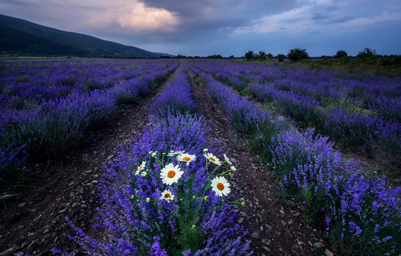 Photo wallpaper field, flowers, chamomile, lavender