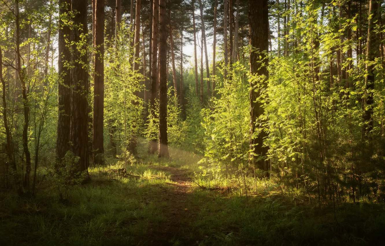 Photo wallpaper greens, forest, grass, light, trees, branches, nature, thickets