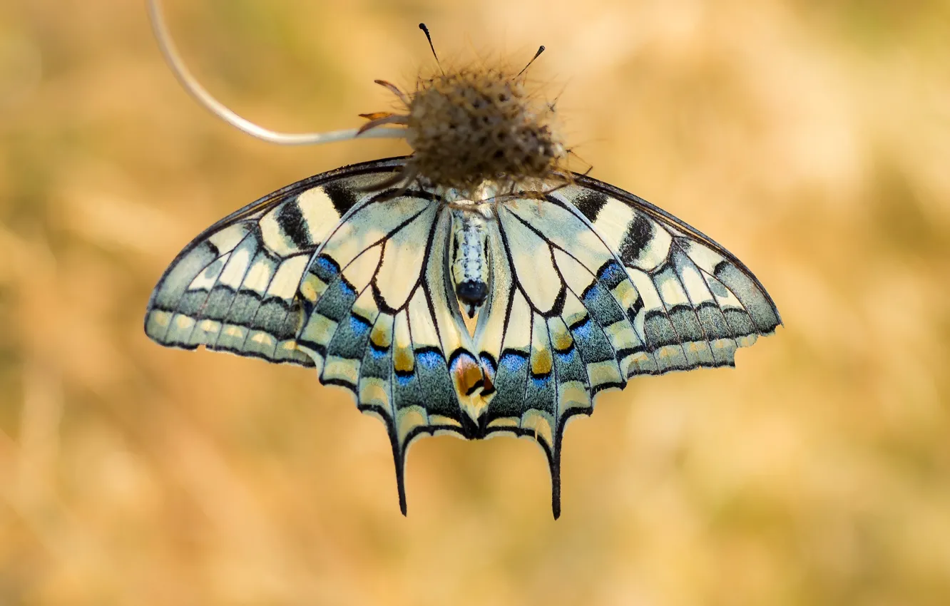 Photo wallpaper butterfly, plant, swallowtail