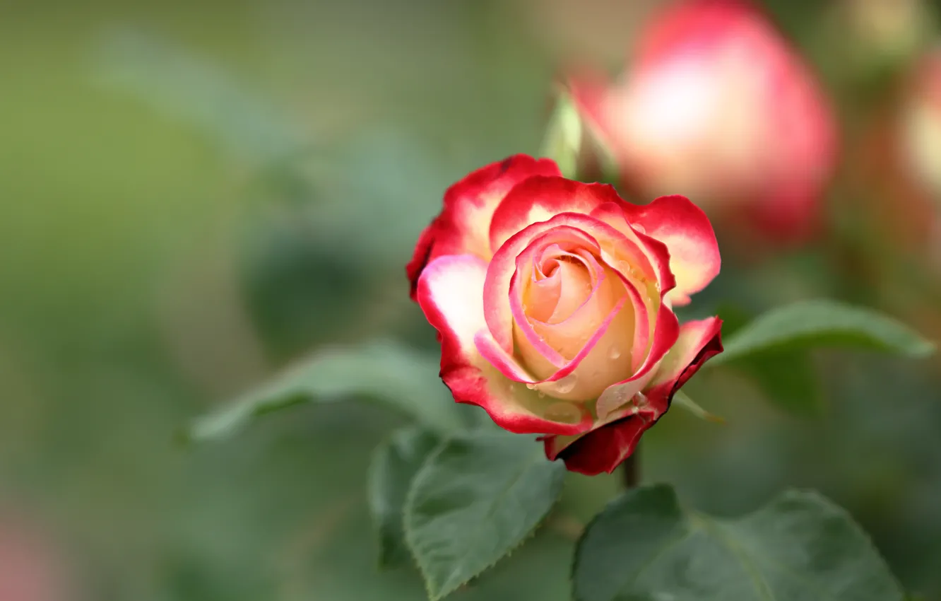 Photo wallpaper rose, Bud, bokeh