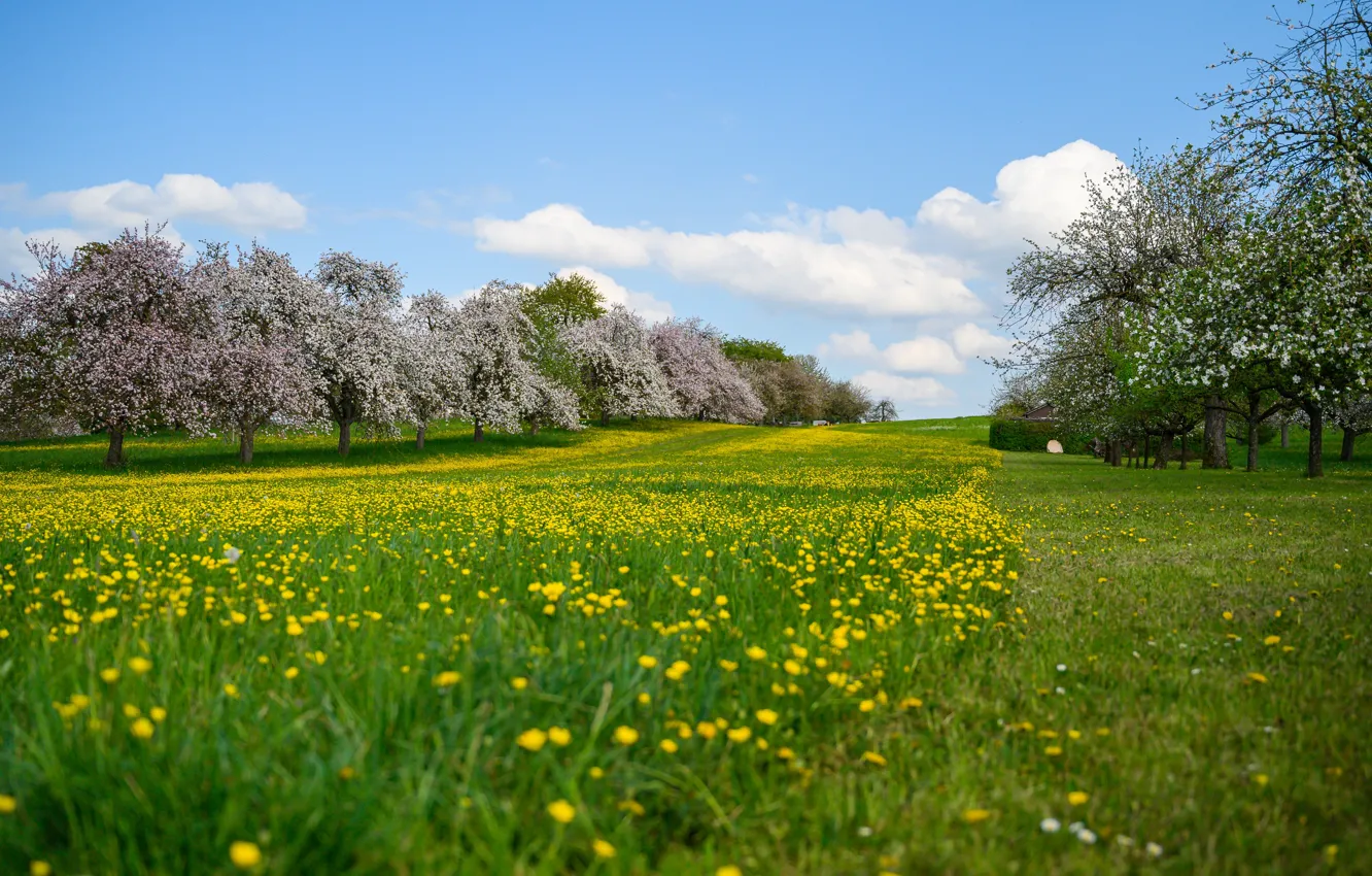 Photo wallpaper field, grass, flowers, spring, meadow, sunshine, trees, field