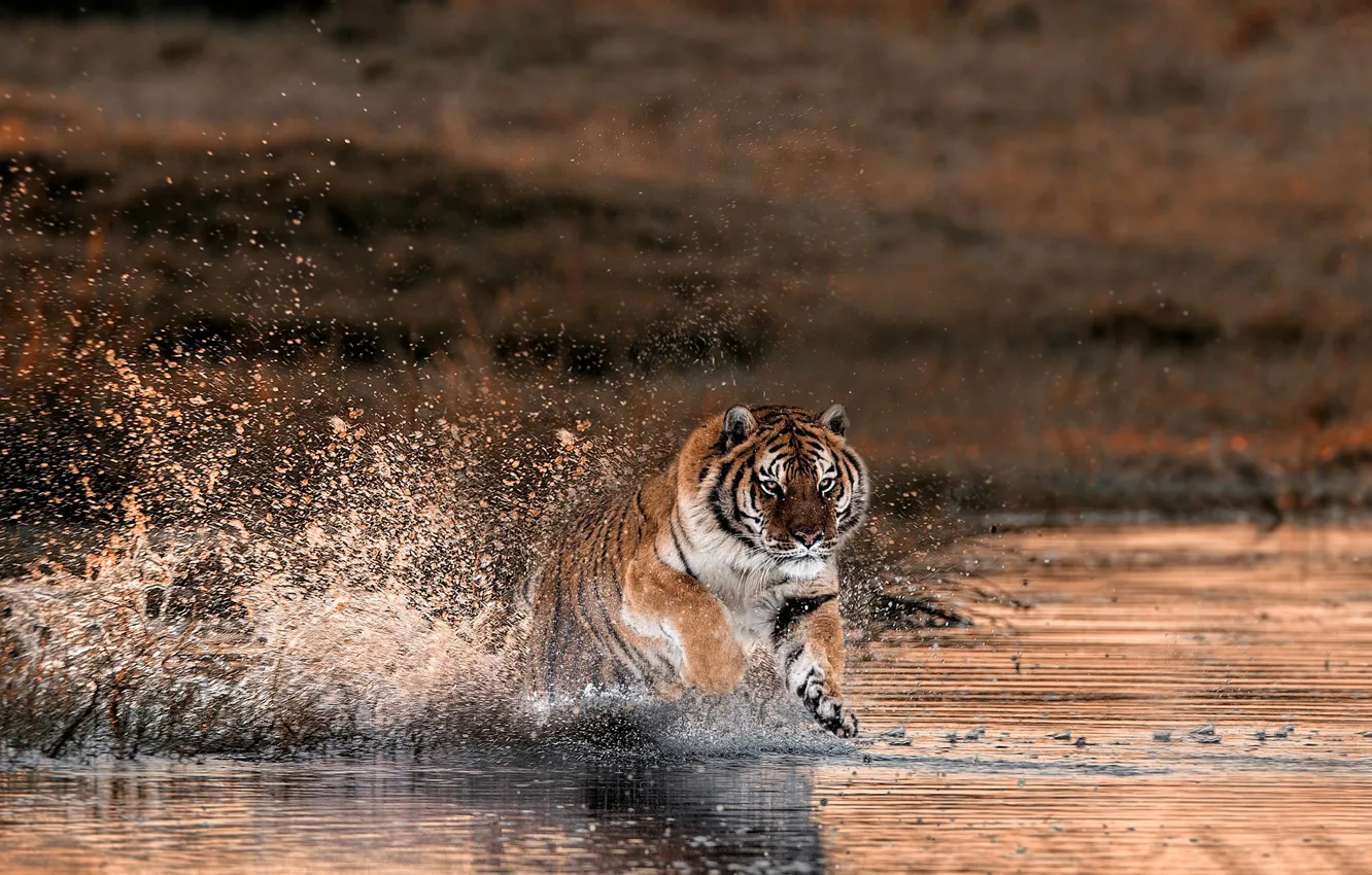 Photo wallpaper squirt, tiger, river, running