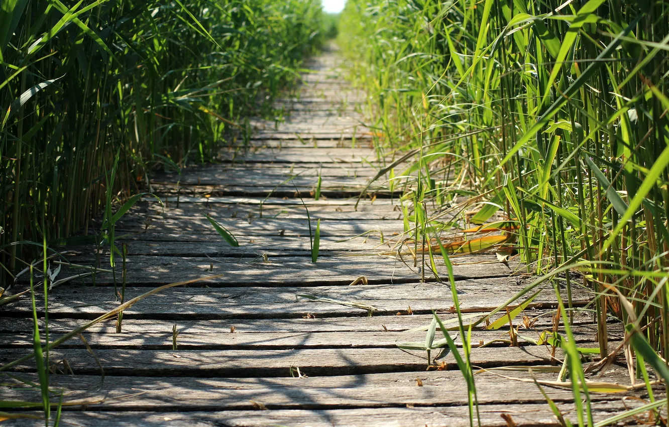 Photo wallpaper grass, track, wooden path