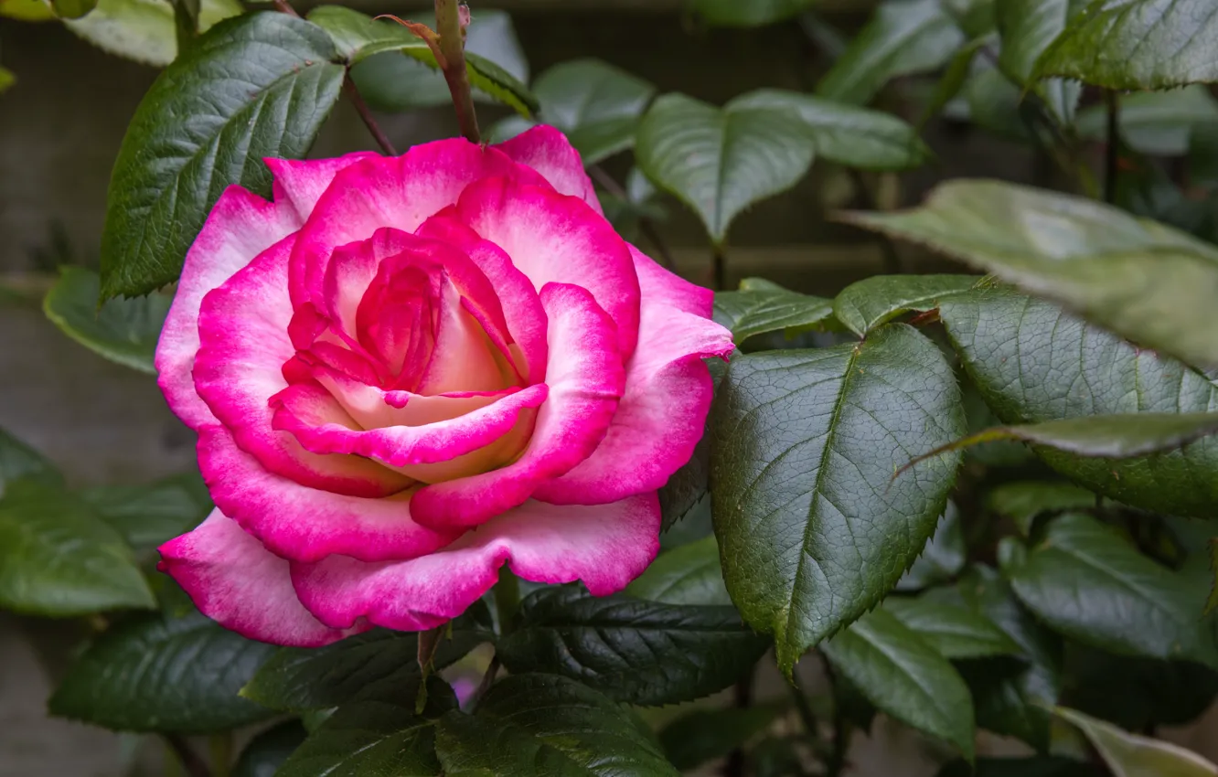 Wallpaper Flower Leaves Pink Rose Garden For Mobile And Desktop