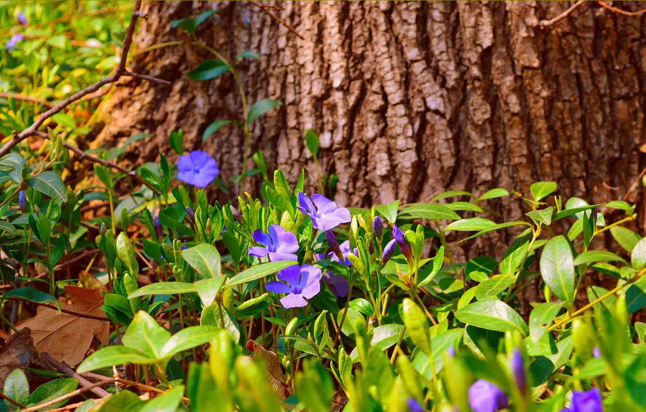 Photo wallpaper trees, spring, flowers, flowers, tree, spring