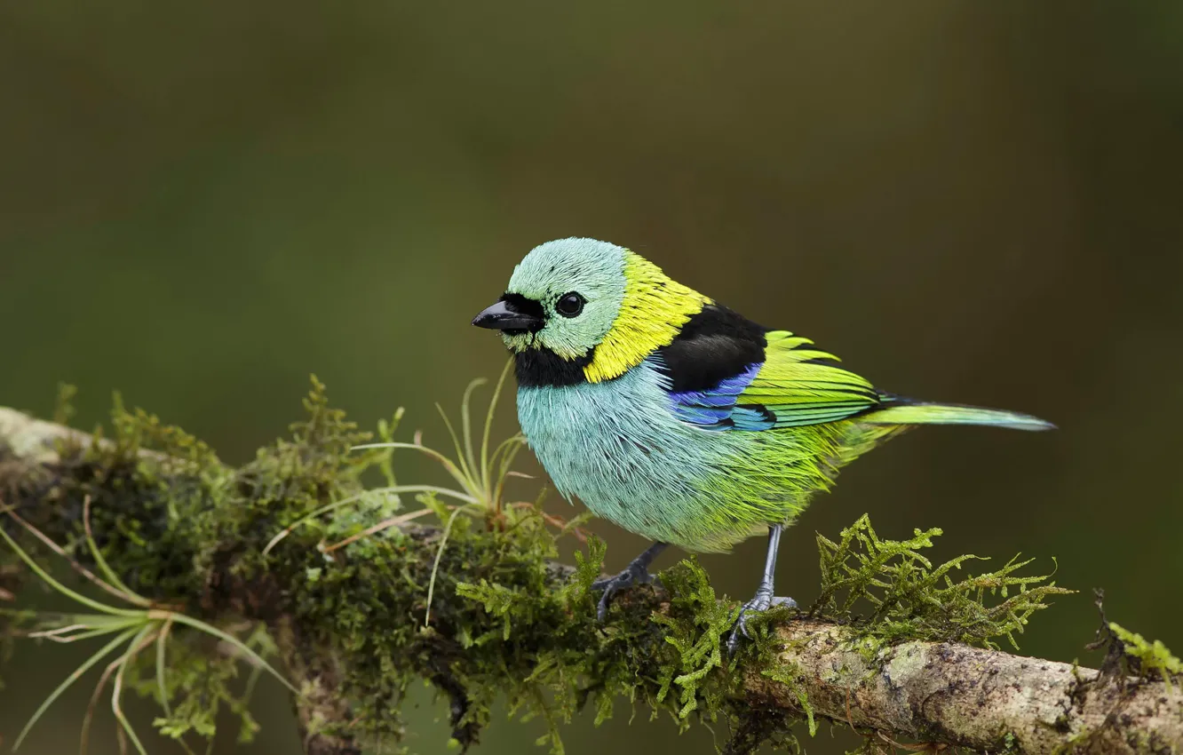 Photo wallpaper bird, beak, tail, green Tanagra