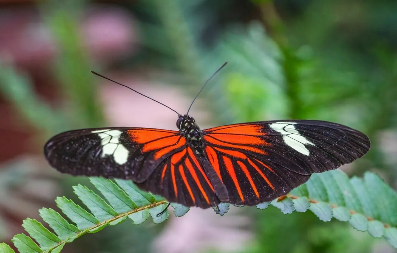 Photo wallpaper leaves, microsemi, butterfly, wings, insect, beautiful, closeup
