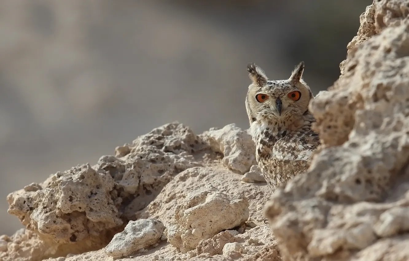 Photo wallpaper look, stones, owl