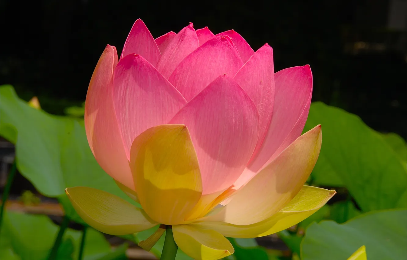 Photo wallpaper leaves, flowers, petals, Lotus
