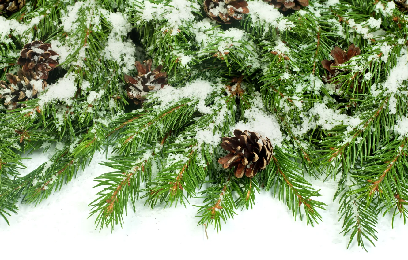 Photo wallpaper snow, spruce, branch, bumps