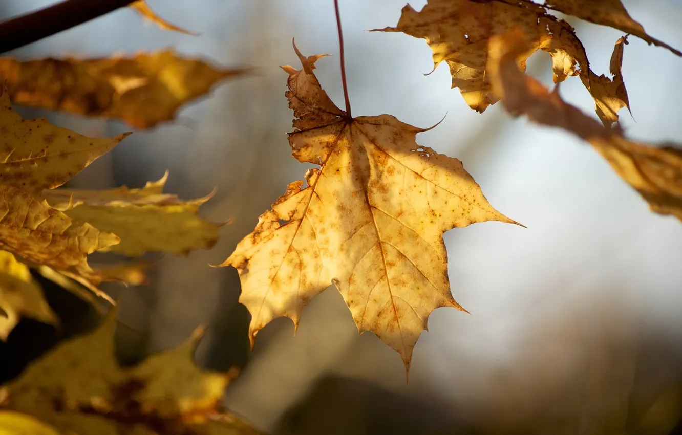 Photo wallpaper autumn, leaves, macro, branches, yellow, Dry