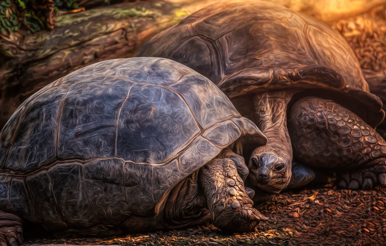 Photo wallpaper nature, background, turtle
