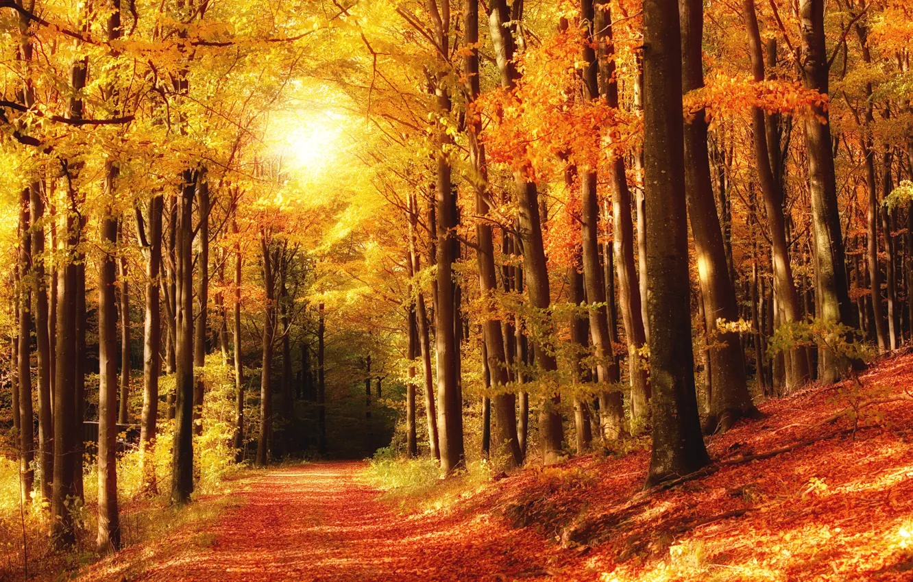 Photo wallpaper autumn, forest, leaves, trees, Park, trail, colorful, forest