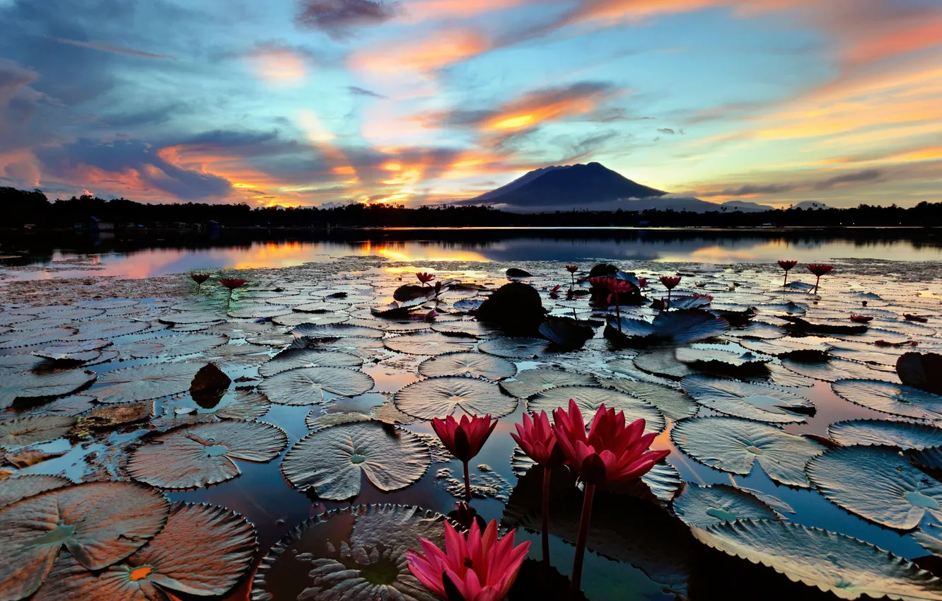 Photo wallpaper lake, island, morning, water lilies, water lilies, Philippines, Luzon, Sampaloc