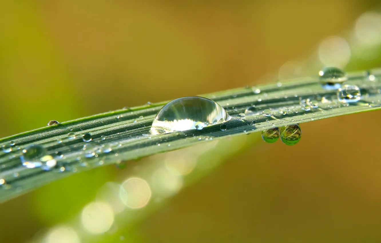 Photo wallpaper grass, water, drops