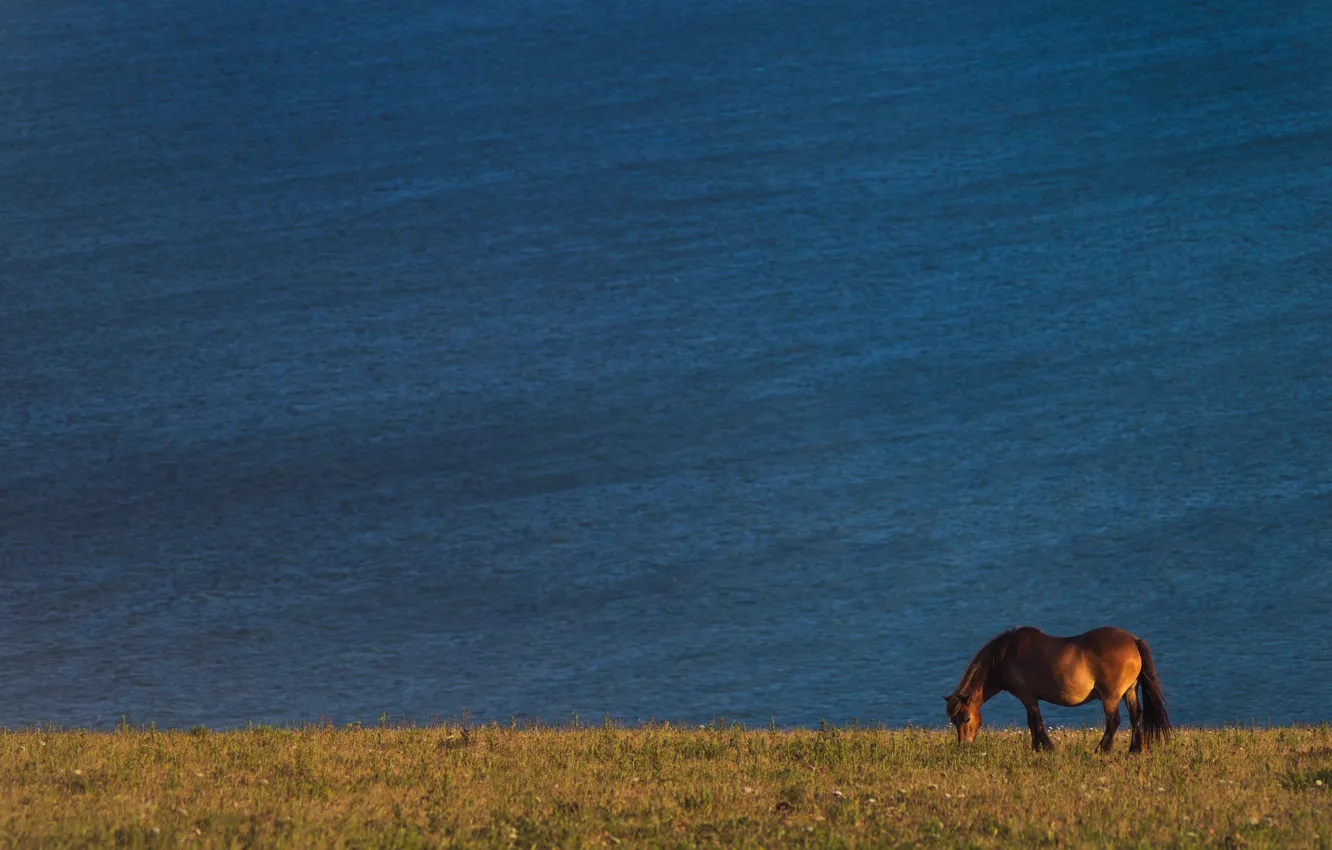 Photo wallpaper field, water, nature, pose, horse, shore, horse, pond