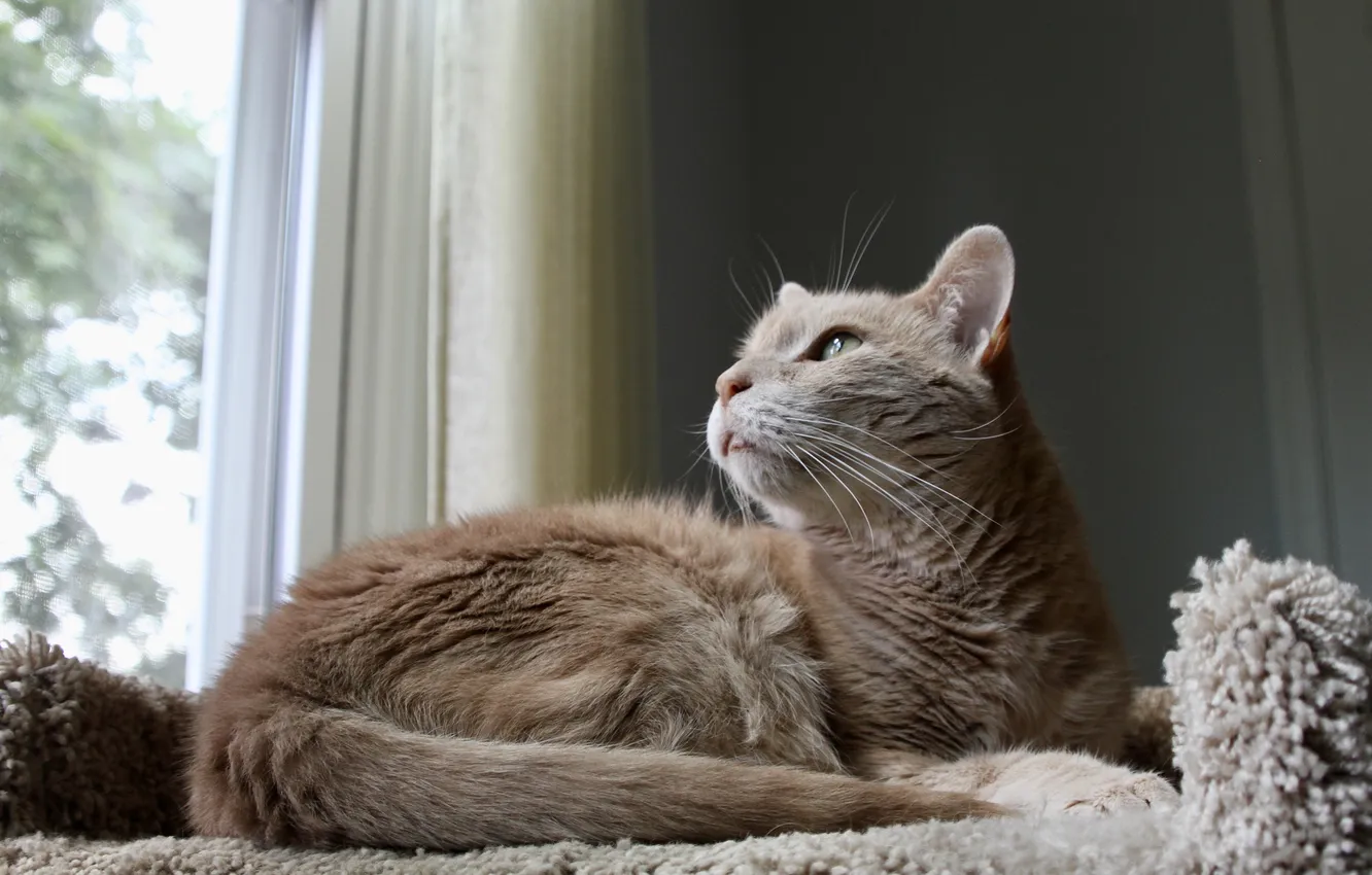 Photo wallpaper cat, cat, looks away