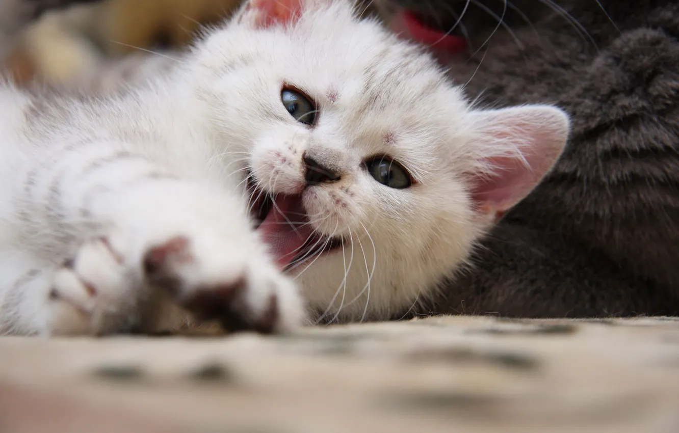 Photo wallpaper cat, kitty, pretty