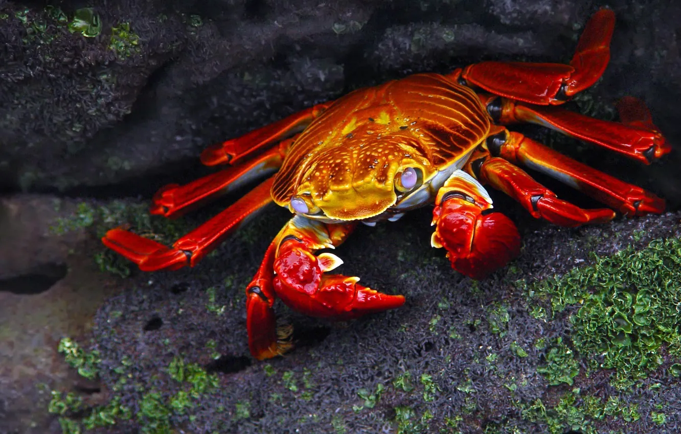 Photo wallpaper stones, crab, beautiful