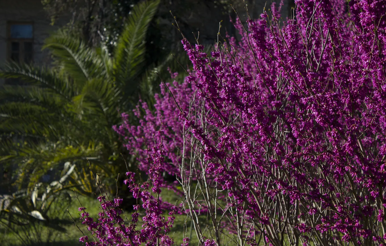 Photo wallpaper contrast, beautiful, flowering, the bushes, pink flowers