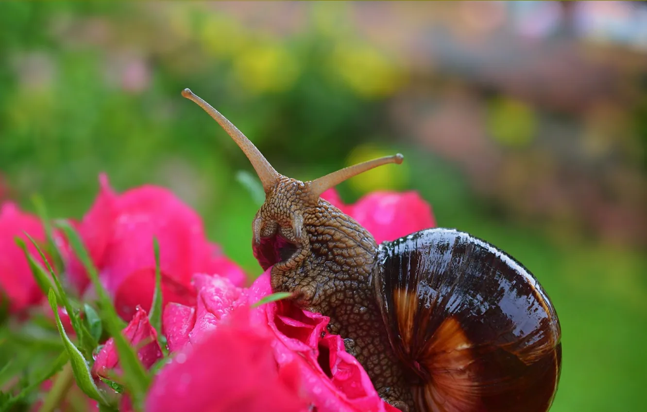 Photo wallpaper Macro, Flowers, Snail, Roses, Flowers, Roses, Macro