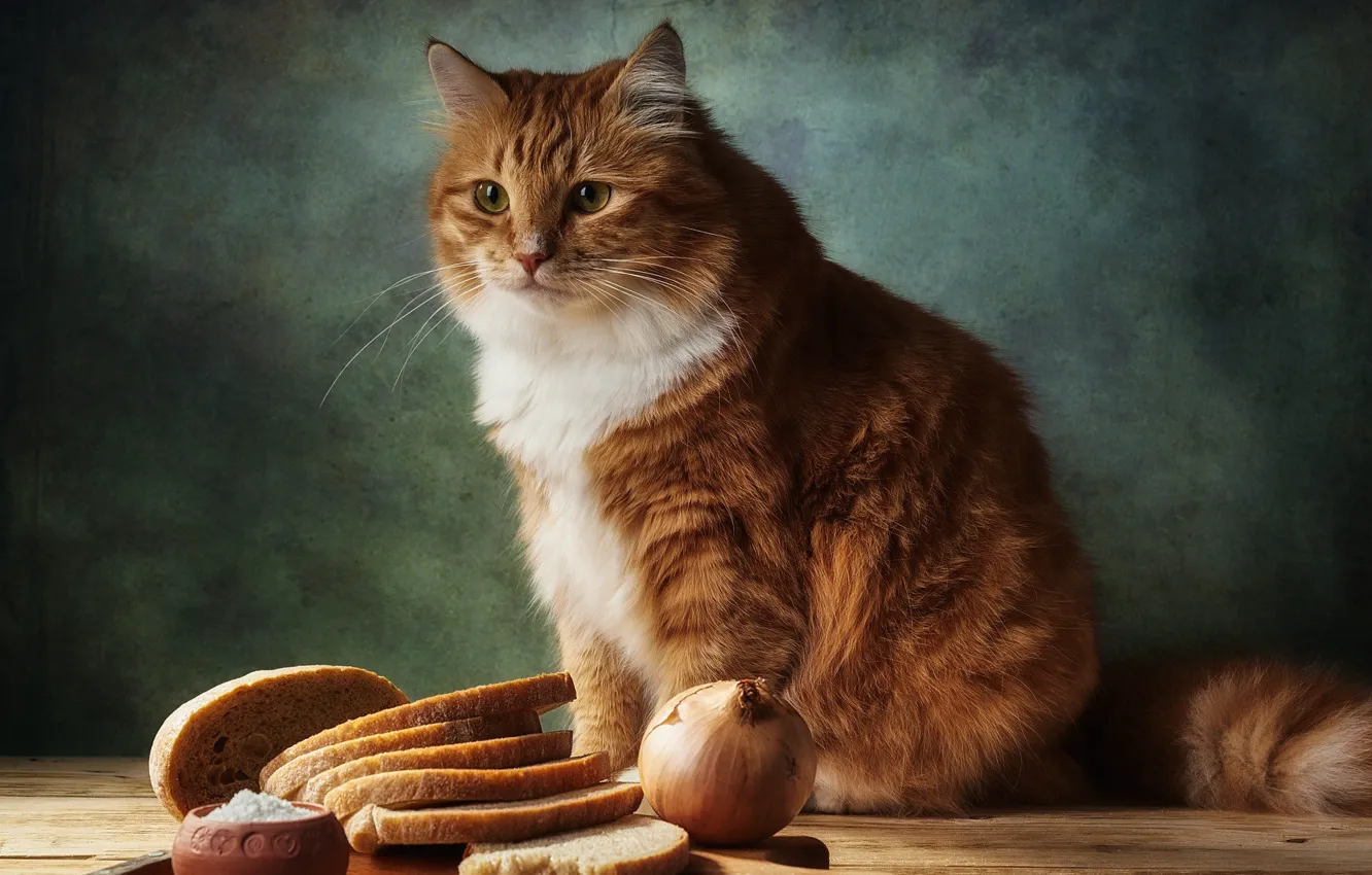 Photo wallpaper cat, cat, look, face, pose, the dark background, food, bow