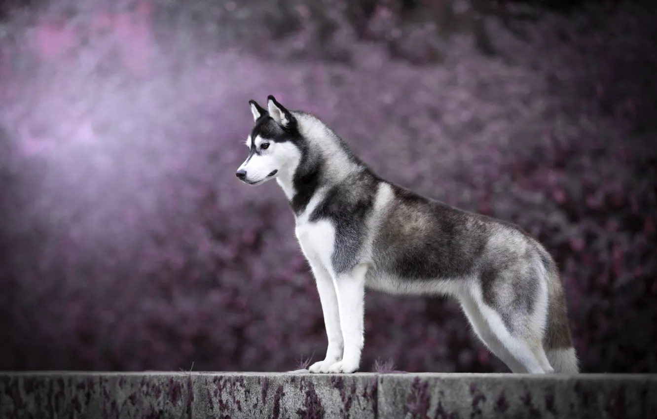 Photo wallpaper dog, husky, handsome