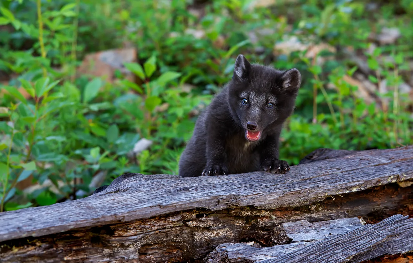 Photo wallpaper grey, mouth, puppy, log, face, cub, Fox