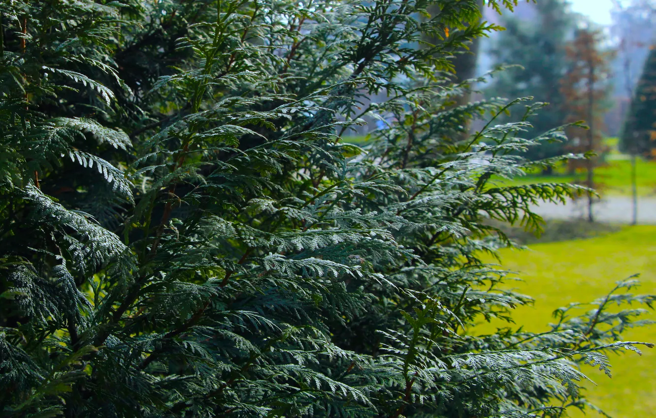 Photo wallpaper green, plant, thuja