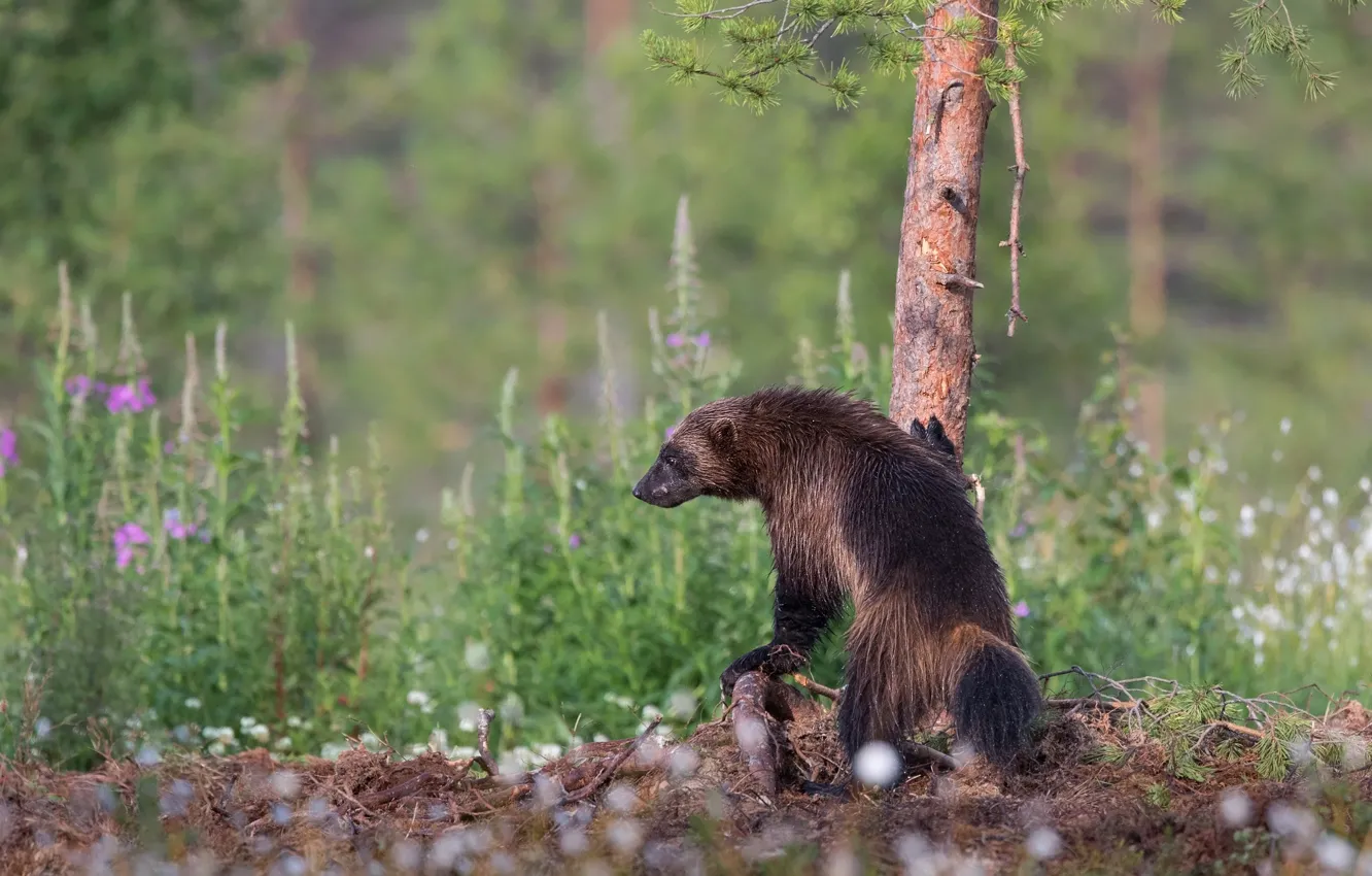 Photo wallpaper forest, summer, trees, flowers, pose, Wolverine, needles, pine