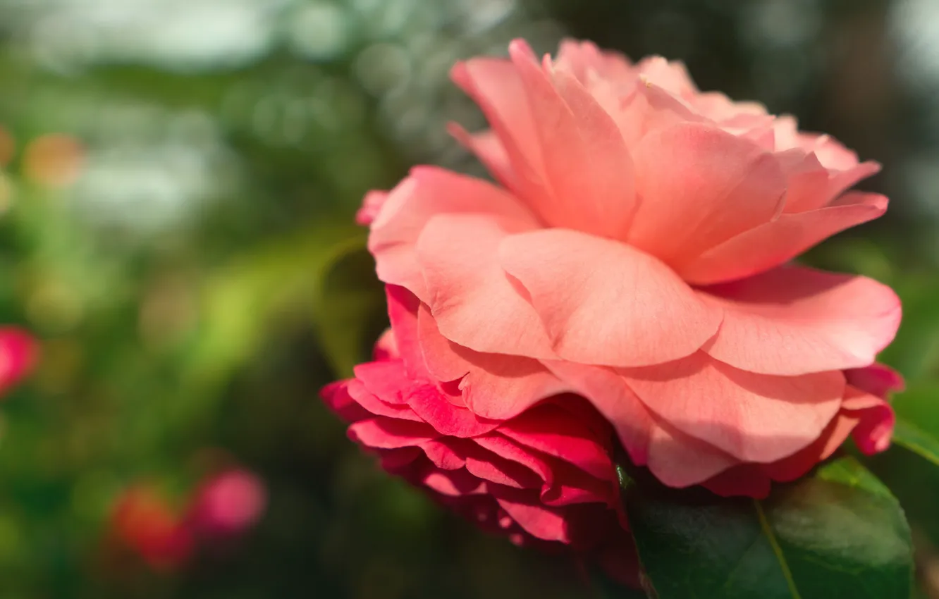 Photo wallpaper green, background, pink, rose, petals, garden, Bud, bokeh