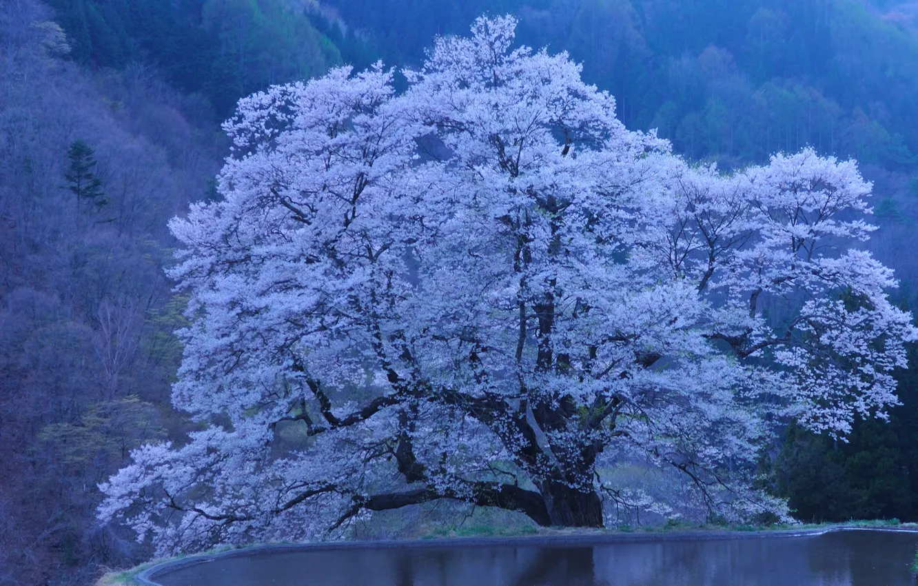Photo wallpaper nature, Japan, Sakura, pond