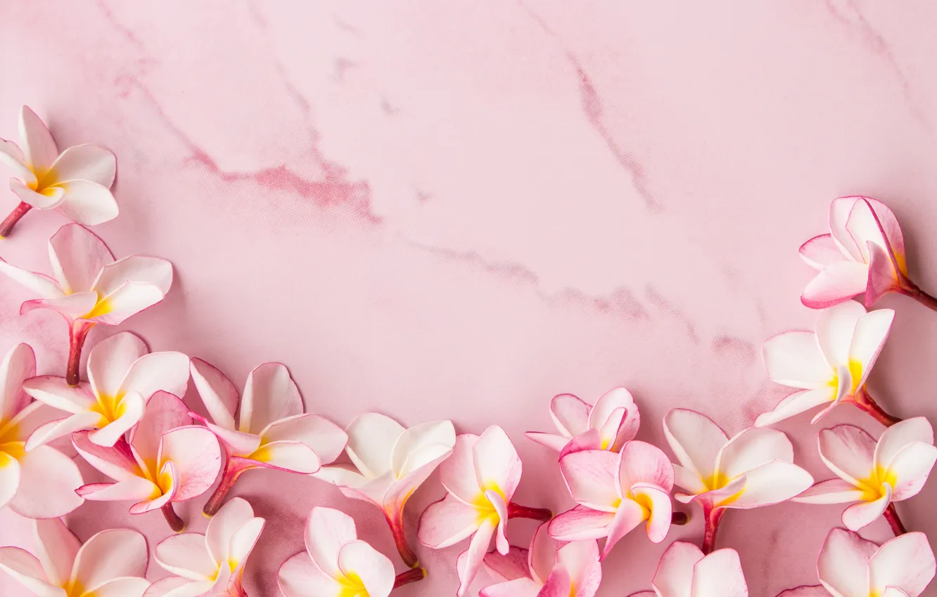 Photo wallpaper flowers, petals, pink, wood, pink, flowers, petals, plumeria