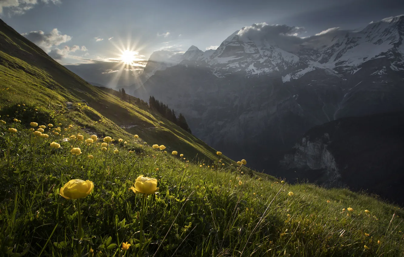 Photo wallpaper flowers, globeflowers, haze, slope, mountains, the sun