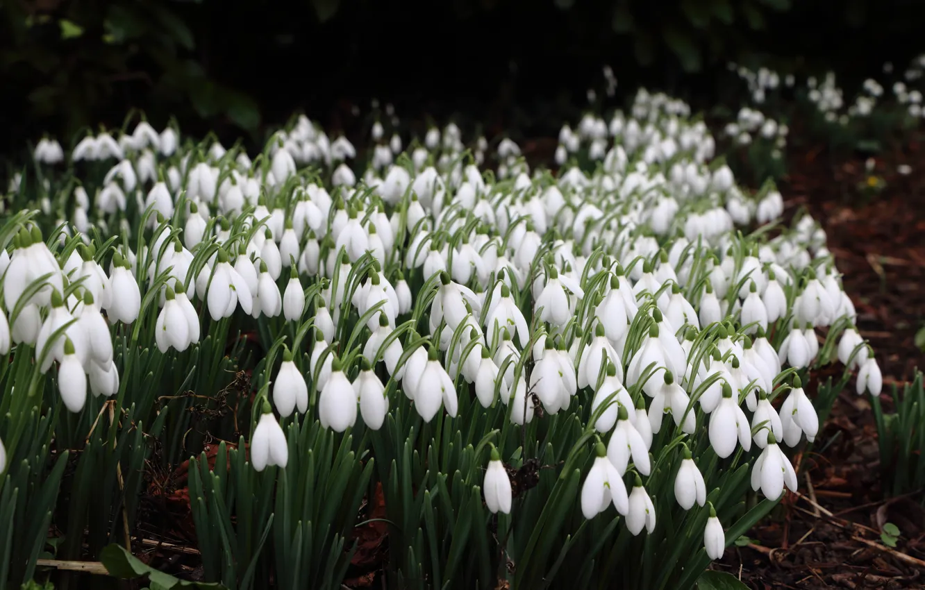 Photo wallpaper flowers, the dark background, glade, spring, snowdrops, white, the bushes, a lot