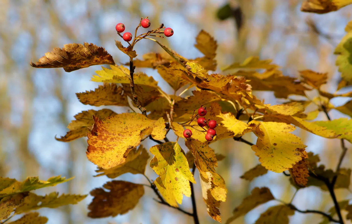 Photo wallpaper autumn, leaf, twig