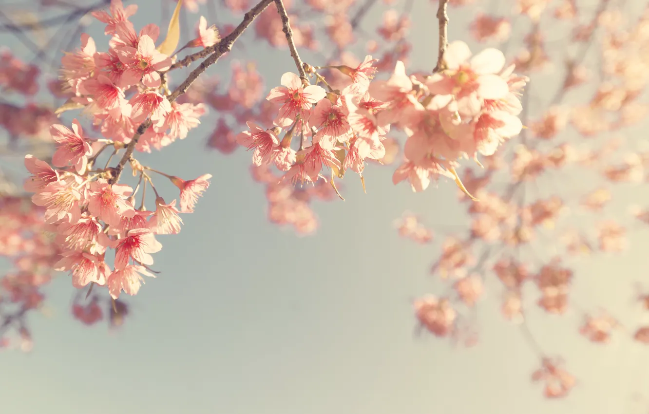 Photo wallpaper the sky, branches, spring, Sakura, flowering, vintage, pink, blossom