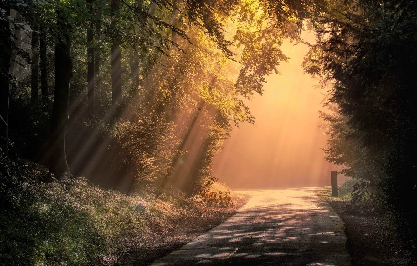 Photo wallpaper road, forest, rays, England, morning, England, Wendover Woods, Chiltern Hills