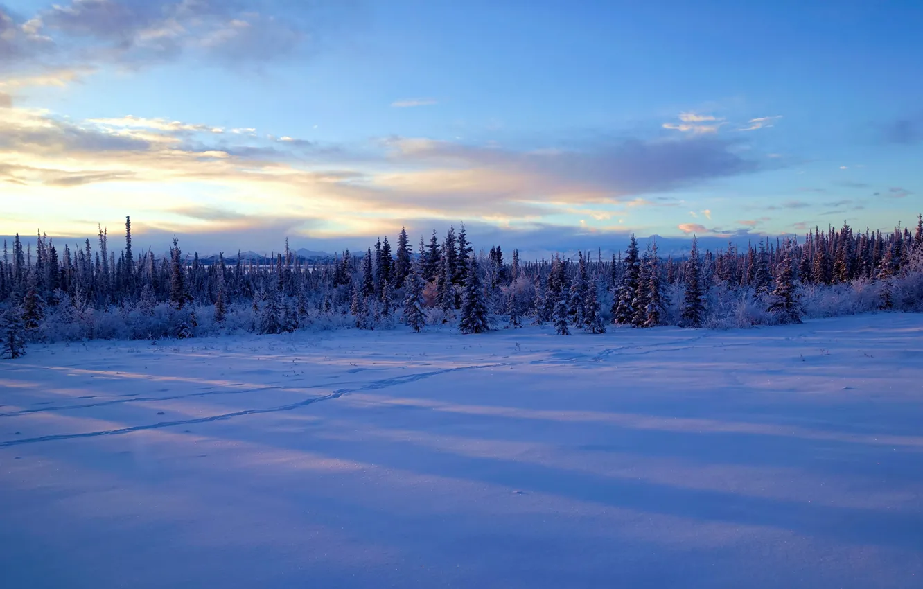 Photo wallpaper winter, snow, trees, Alaska