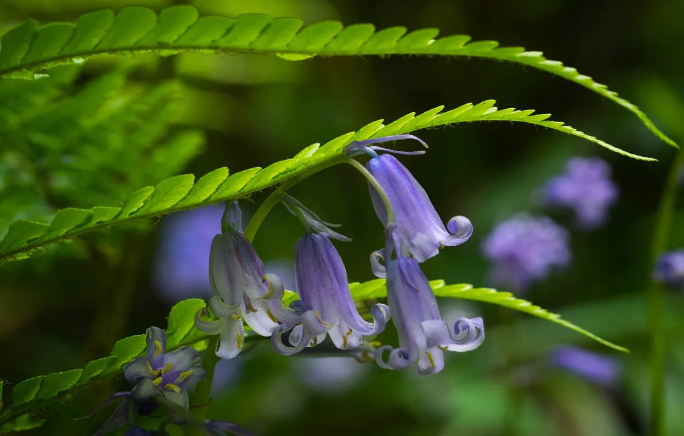 Photo wallpaper grass, macro, bells
